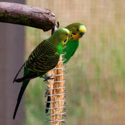 Stainless Steel Bird Foraging Device